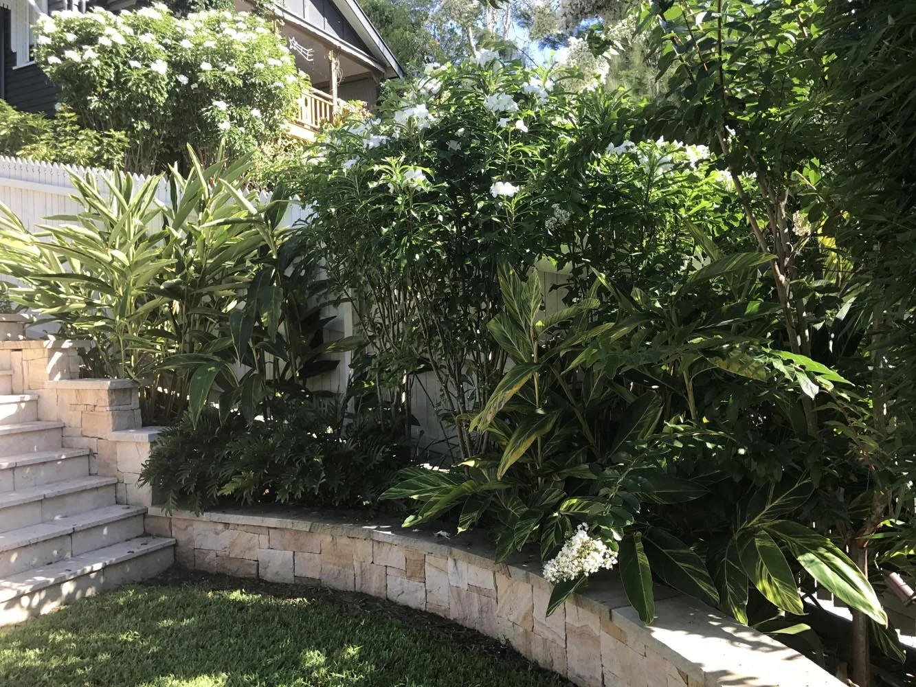 plumeria pudica and crepe myrtle.jpg