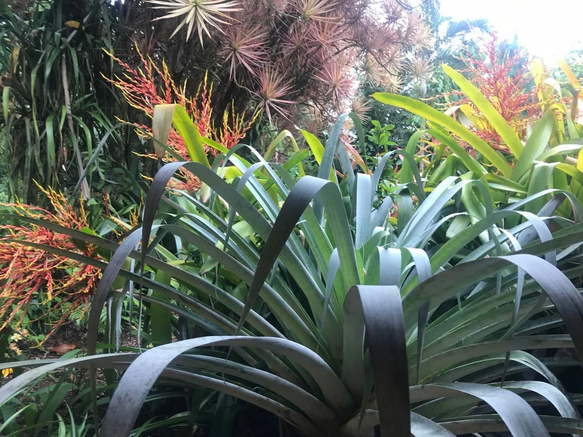 Hawaii-inspired-garden.jpg