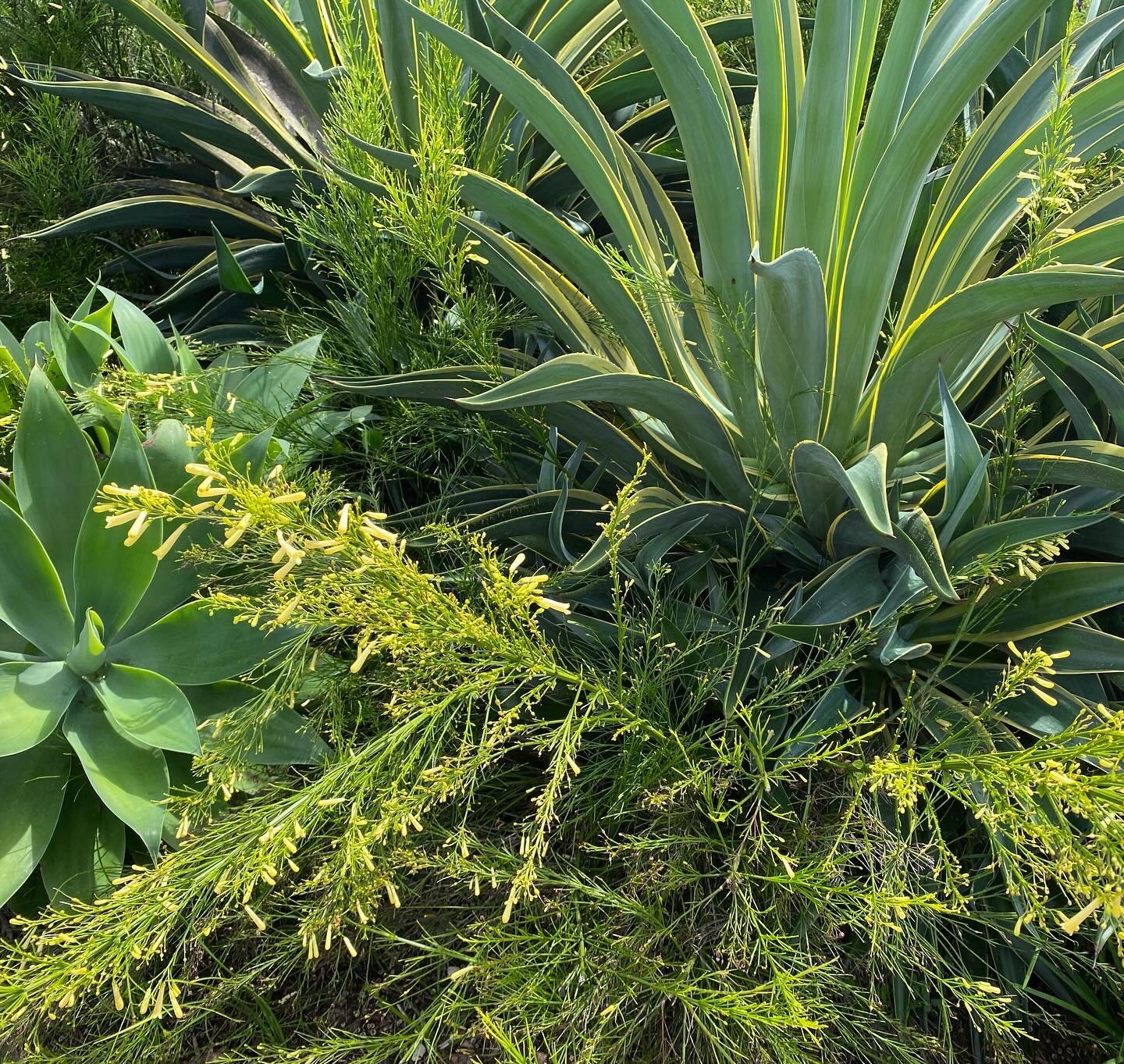 The predictable front lawn was swapped for a dynamic combination of Agaves el mirador &amp; attenuata planted with Russelia &lsquo;lemon falls&rsquo;. It has brought a bucket of sunshine and street appeal to this suburban home.

#gardendesigner #myve