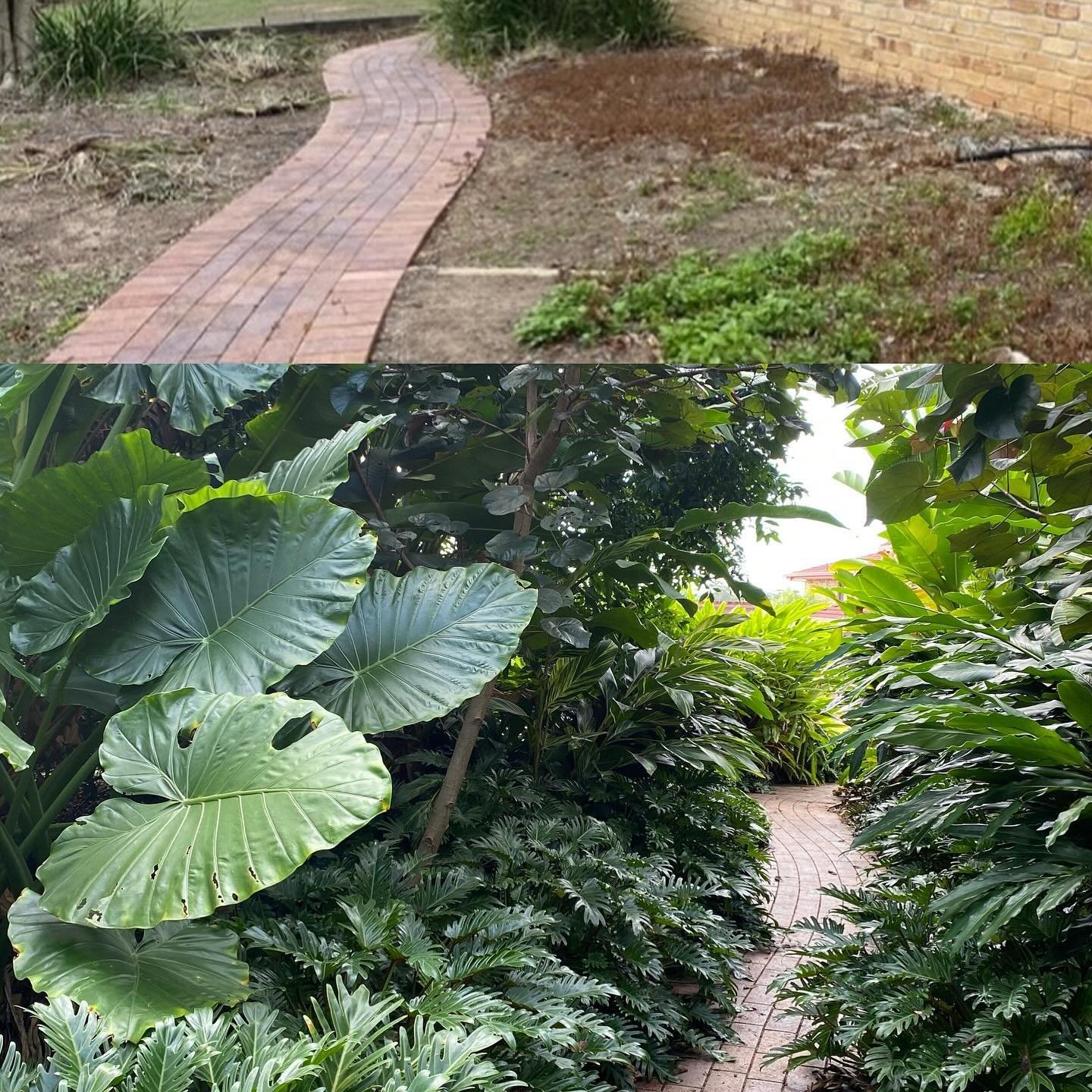 Before &amp; After: a lush subtropical garden is thriving where barely a weed dared to grow🤣 no secrets here ~ improved soil, correct plants, water, a little time and a loving caretaker 🌿

#gardendesigner #myverandah #brisbanegardendesign #beautifu