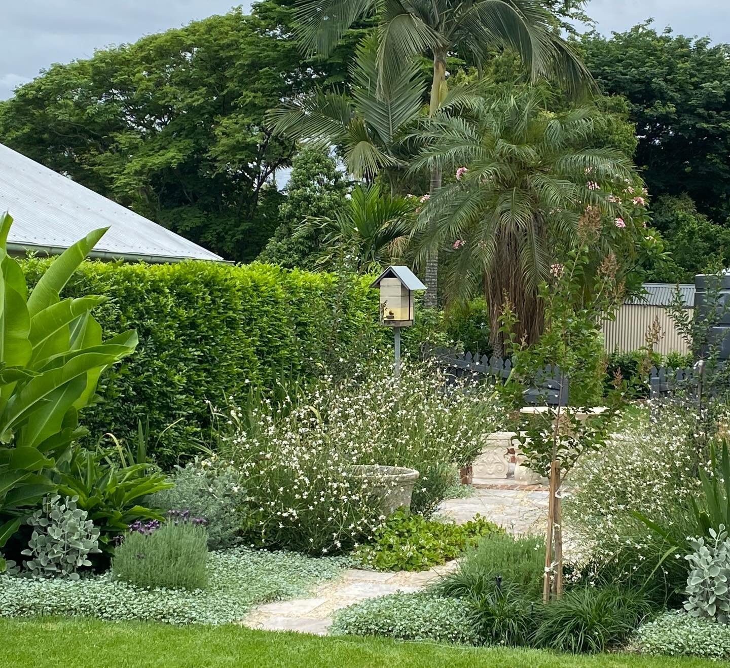 A sweet cottage style garden, designed to thrive in our subtropical climate with layered planting, seasonal colour, and year round resilience.

#cottagegarden #subtropicalgarden #brisbanegardens #gardendesign #plantingdesign #garden #landscapearchite