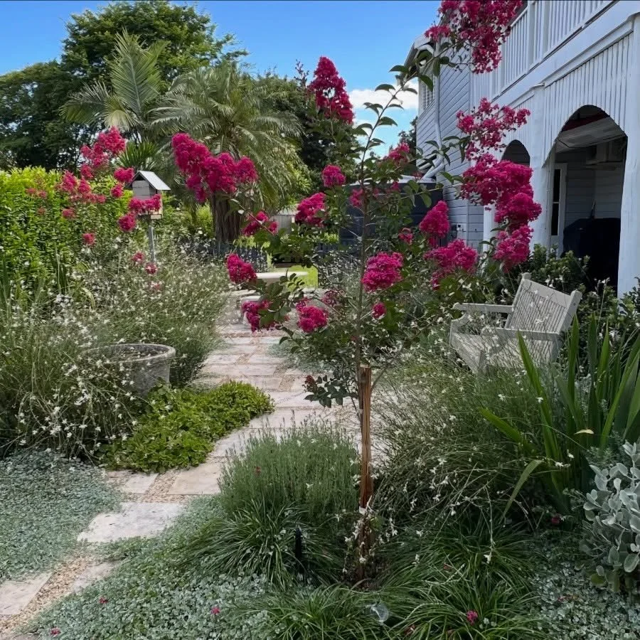 Three Lagerstroemia &lsquo;Tonto&rsquo;  in all of their glory🩷

#subtropicalgarden #brisbanegardens #gardendesign #crepemyrtle