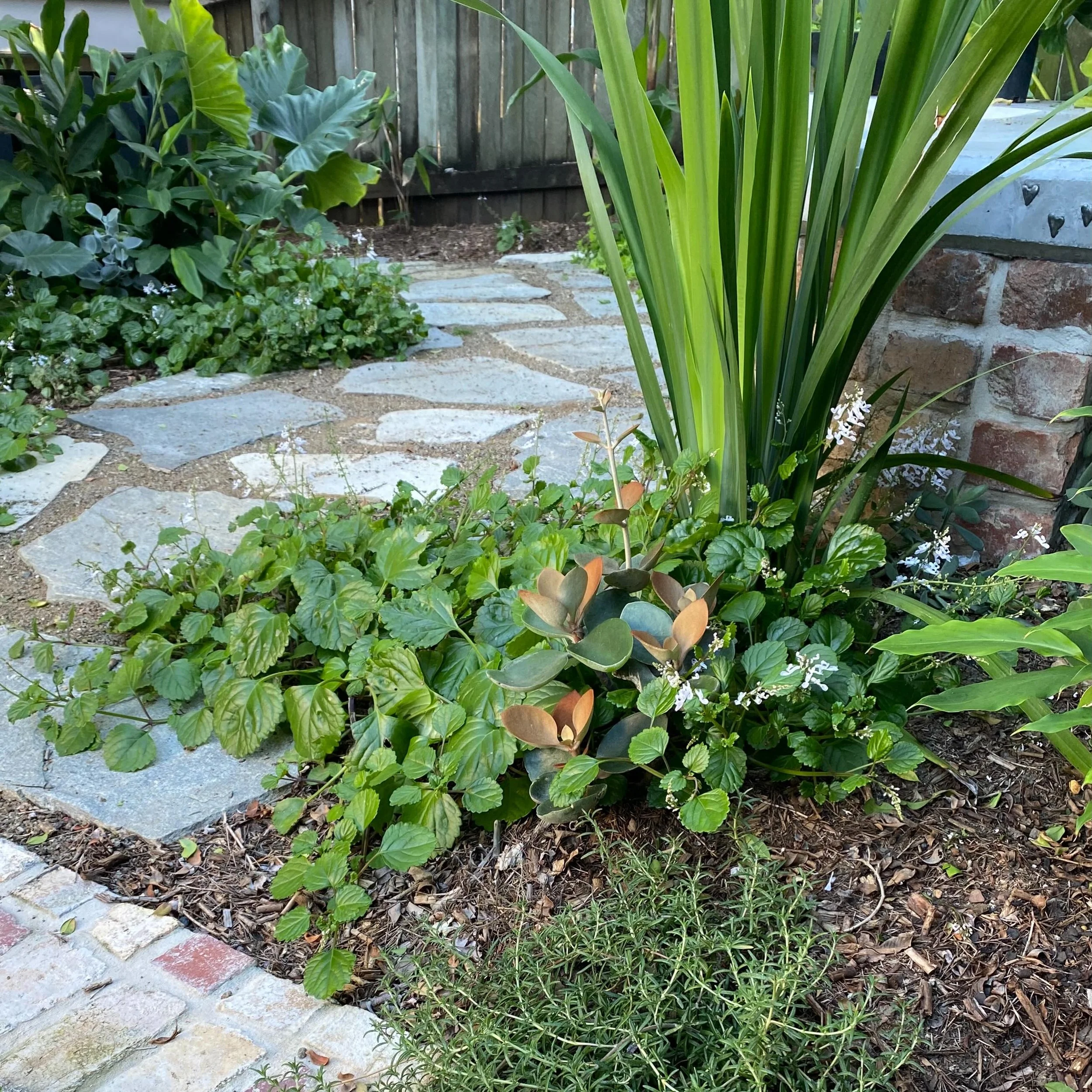 Finally enough of the green stuff to post a pic of the newest addition to the family💚

Garden design Brisbane gardens