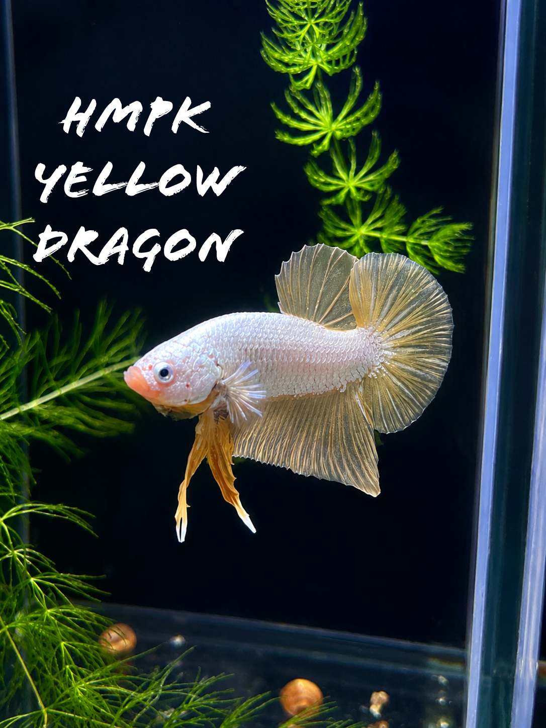 HMPK Yellow Dragon.PNG