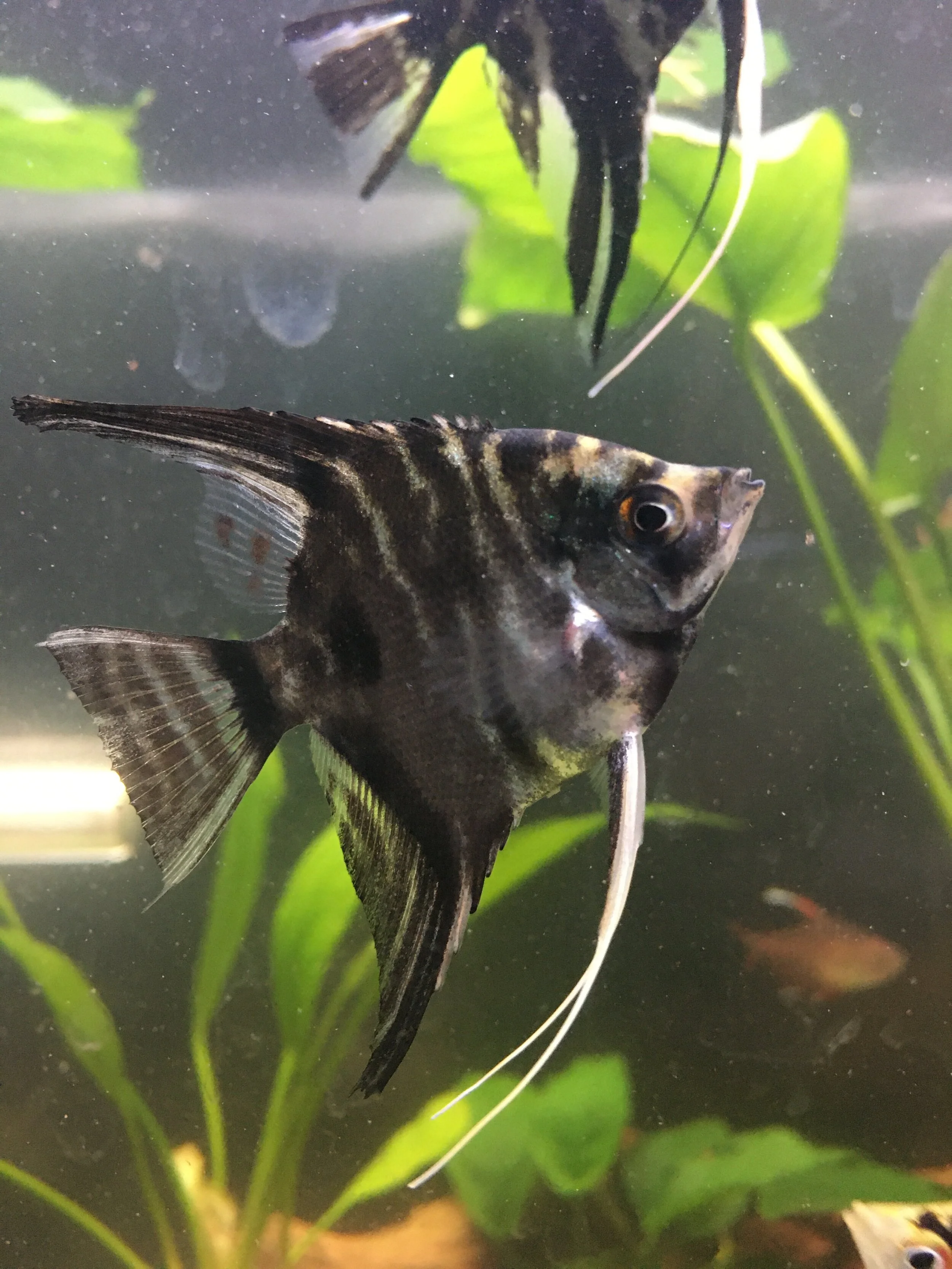Angel Fish Asst