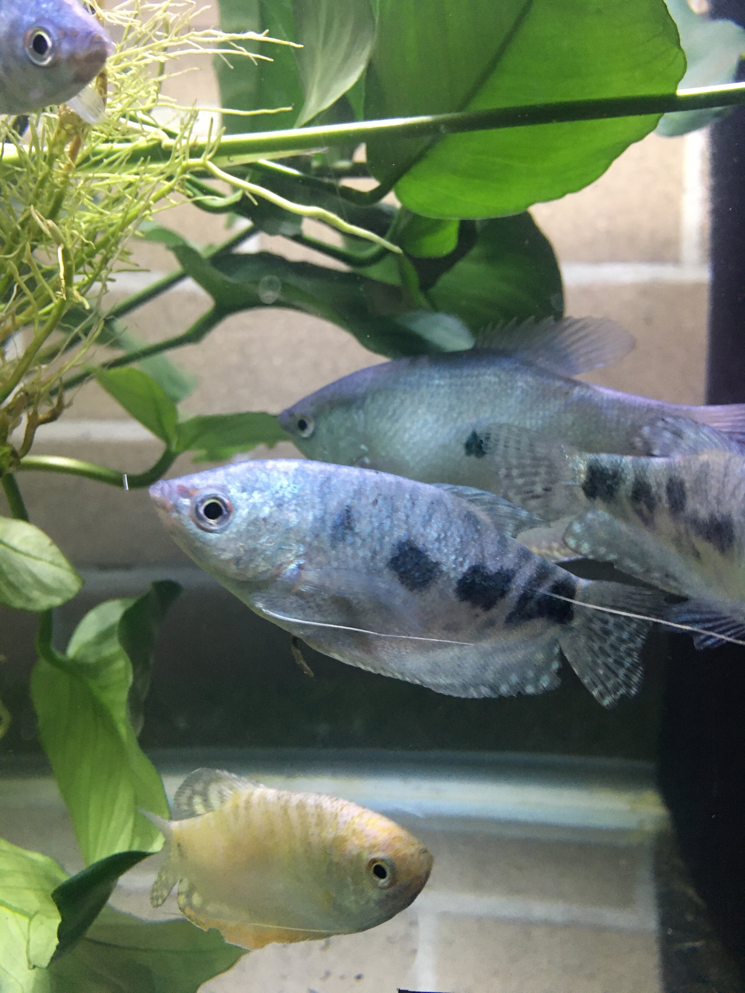 Gourami Opaline