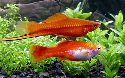 Swordtails  Asst M/F