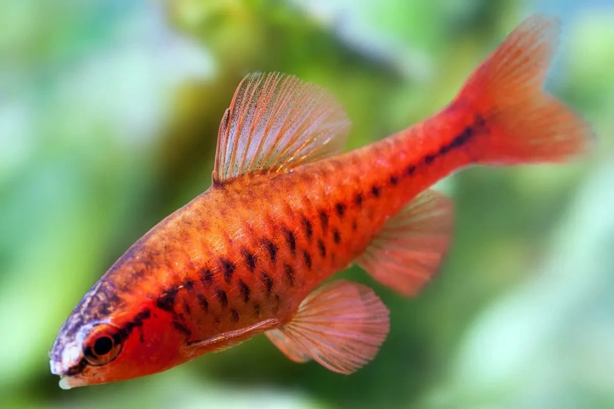 Cherry Barb
