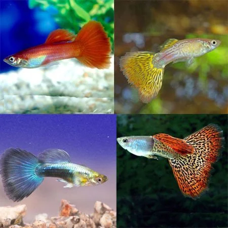 Guppies M/F