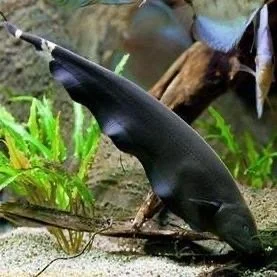 Ghost Knife Fish