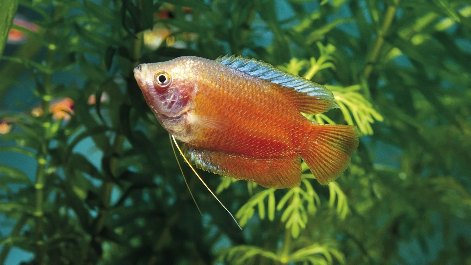 Flaming Red Dwarf Gourami