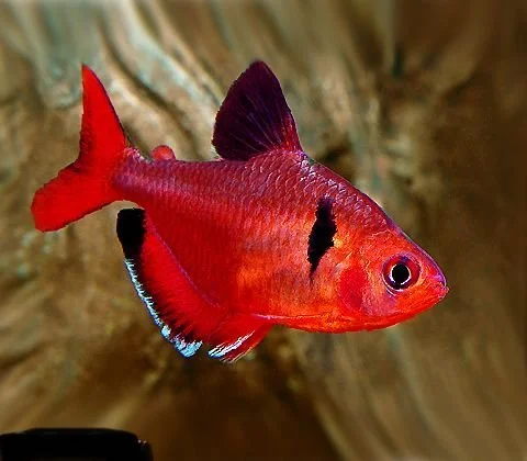 Surpae Super Red Tetra