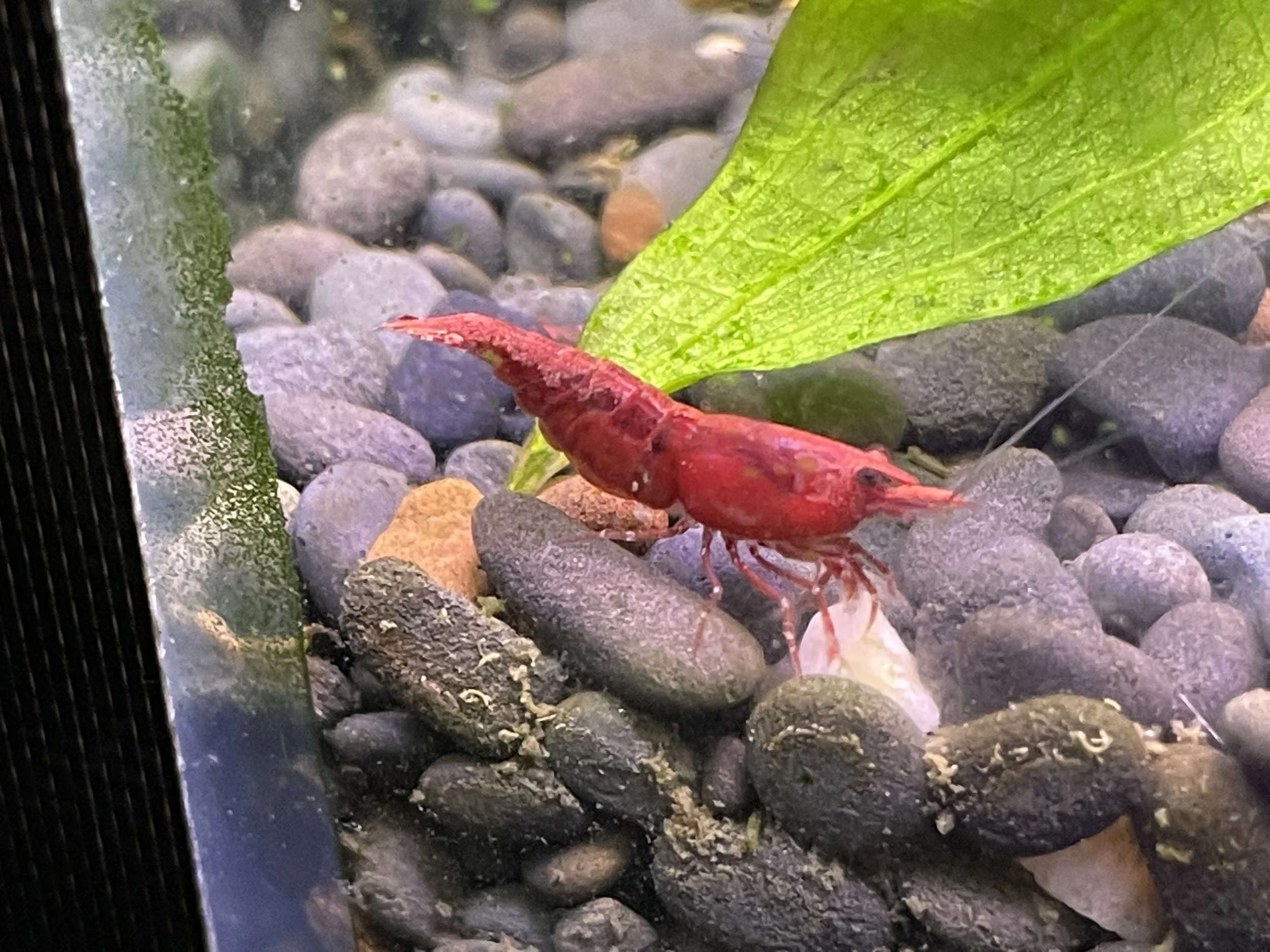 Cherry Shrimp