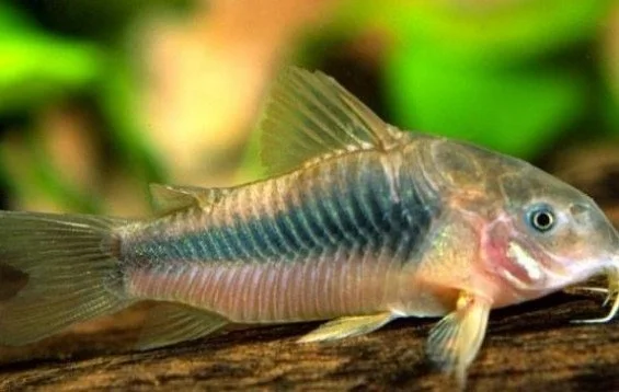 Corydoras Bronze