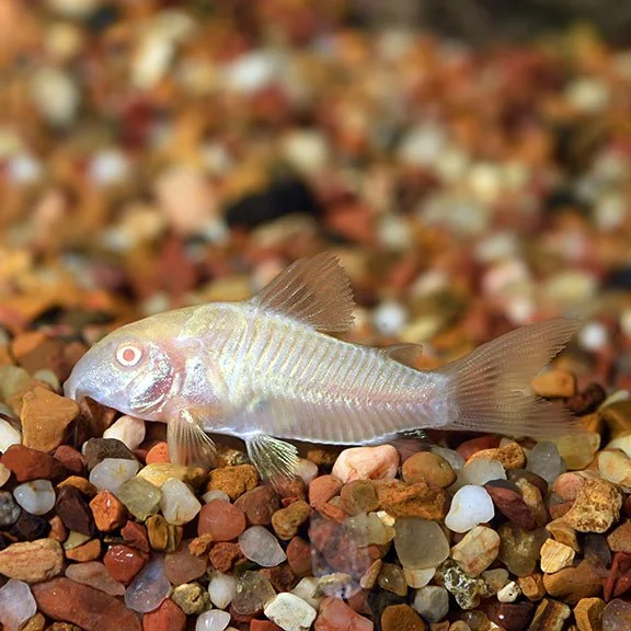 Corydoras Albino