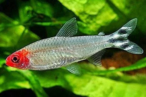Rummy Nose Tetra