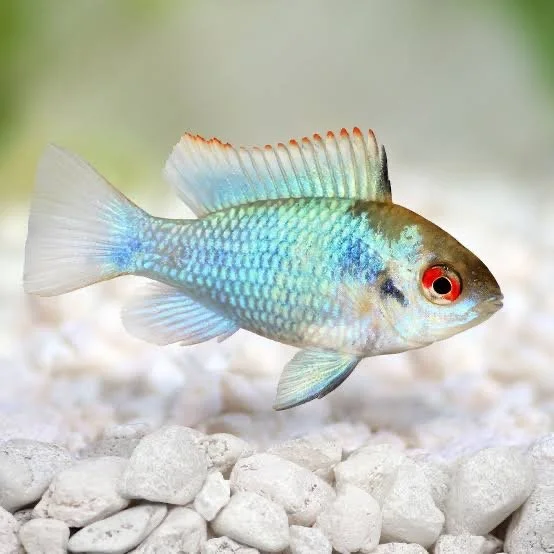 Electric Blue Ram Cichlid