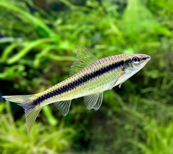 Siamese Algae Eater
