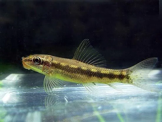 Sucking Catfish