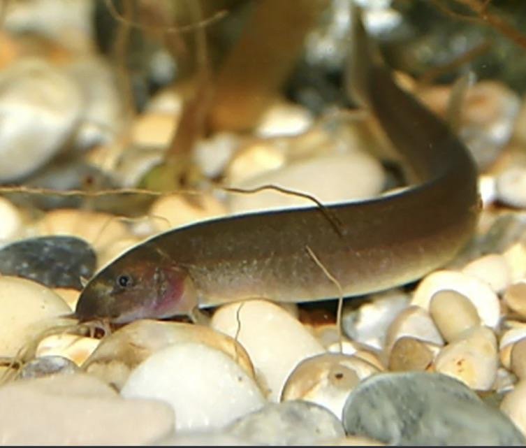Kuhlii Loach Black