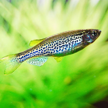 Danios Assorted