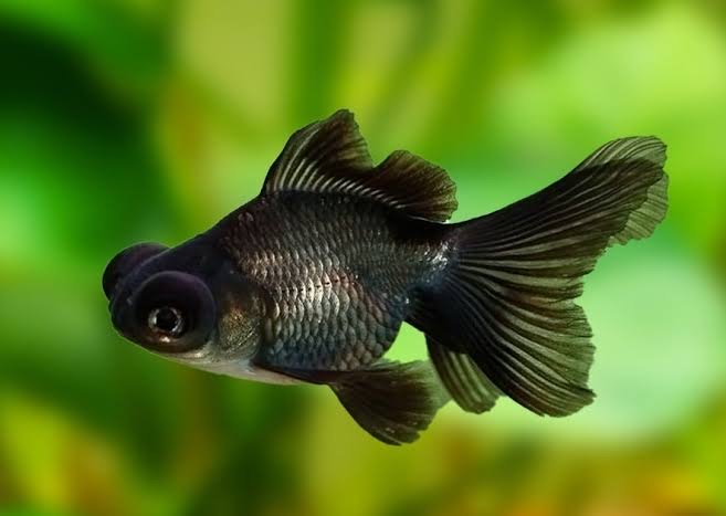 Black Moore