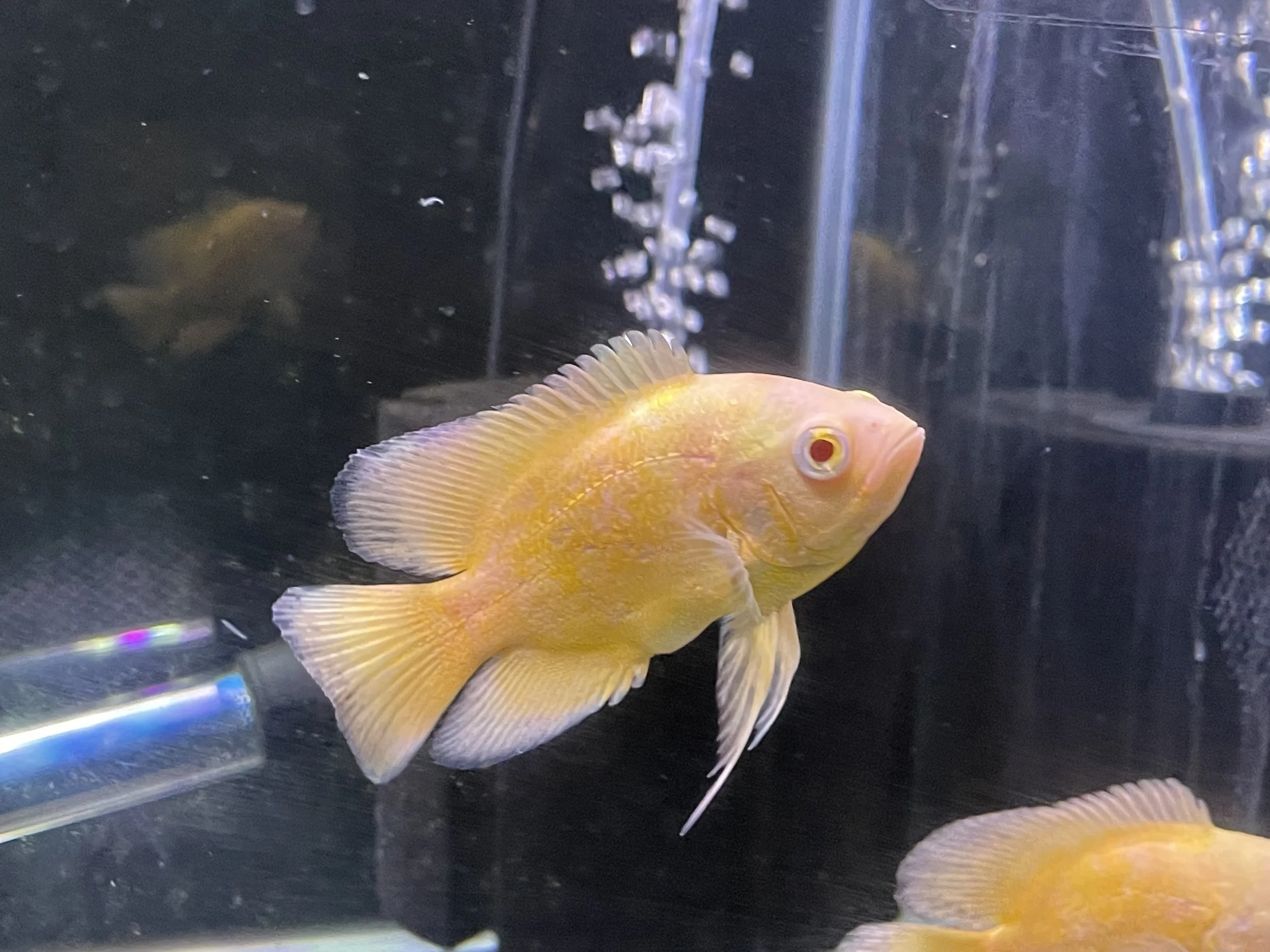 Shop — H2O Creations