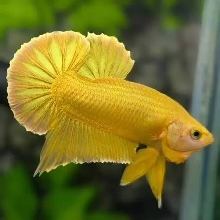 Betta HMPK 24k Gold Male