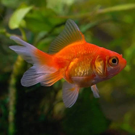 Goldfish Fantail