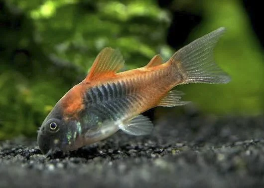 Cory Venezuelan Orange.jpg
