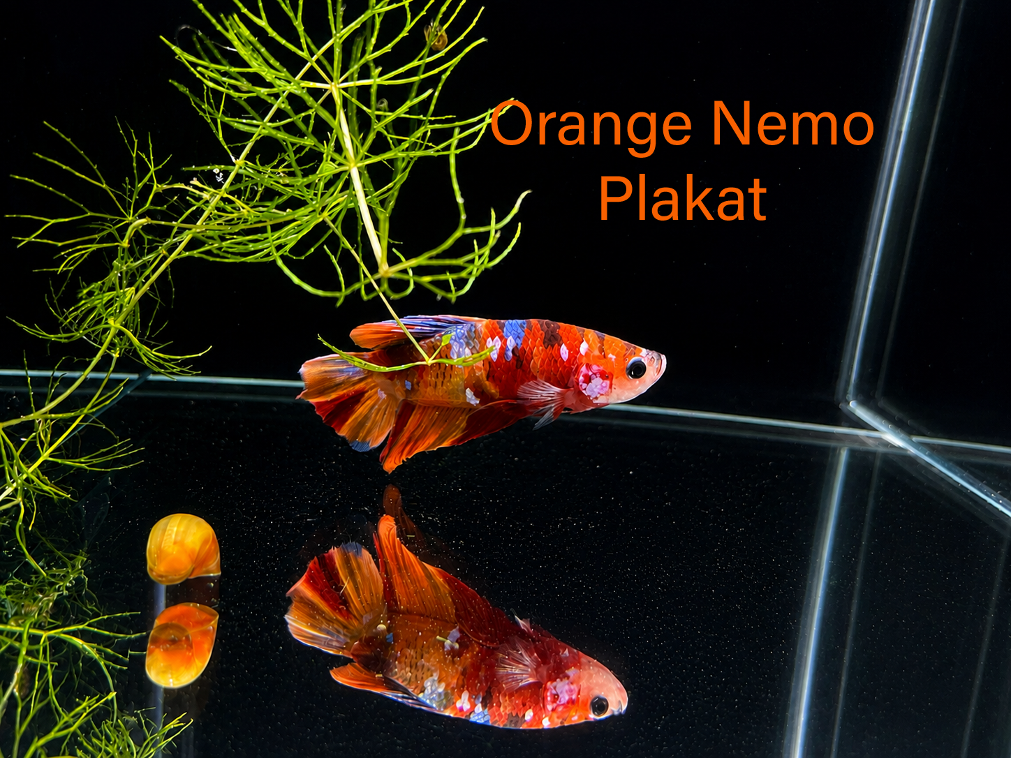 Betta orange nemo.PNG