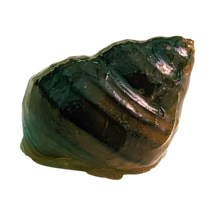 Snail Singapore.JPG