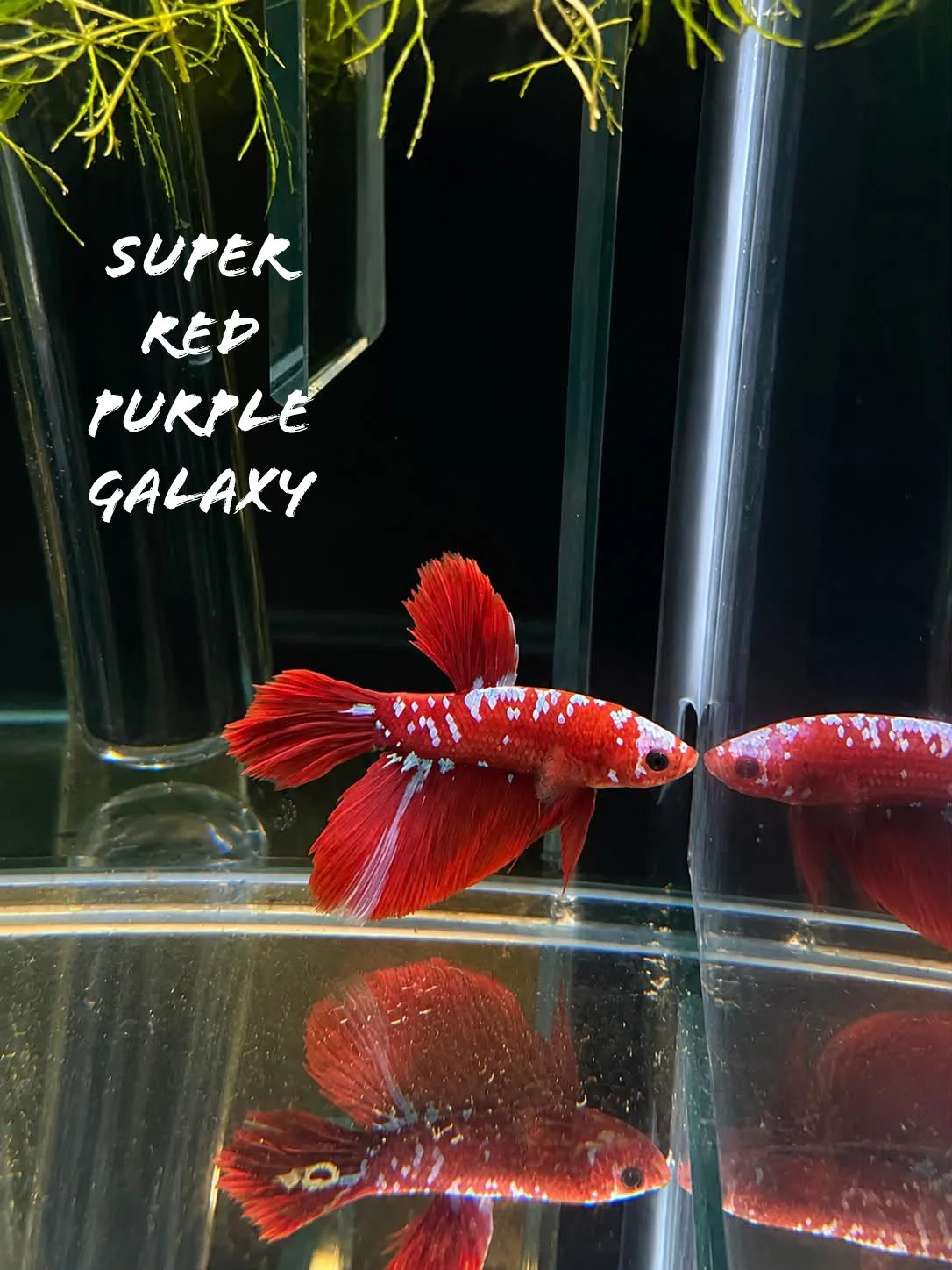 super red galaxy betta.JPEG