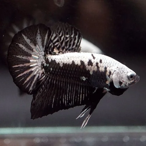 Betta Black Samurai