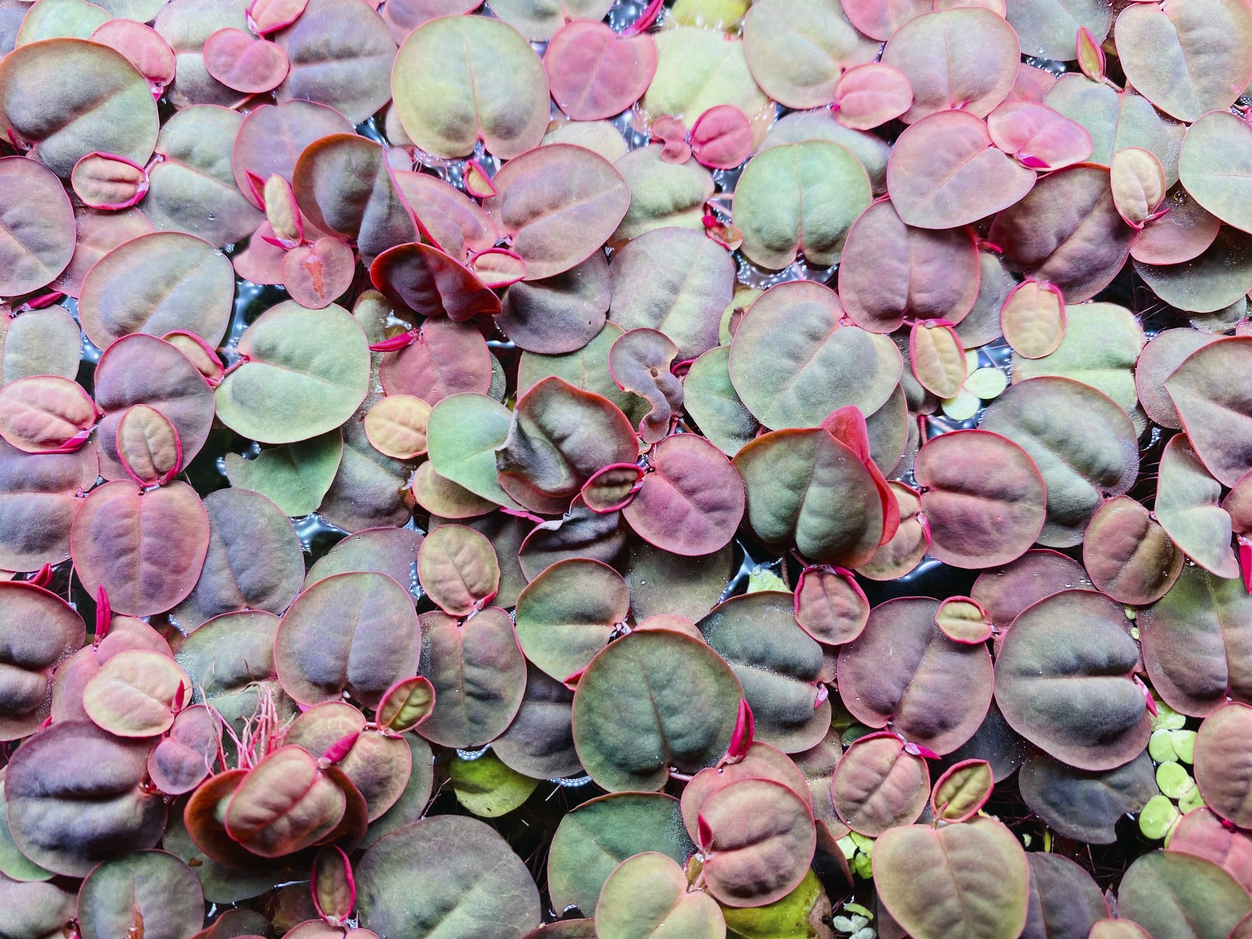 Red Root Floaters.jpg