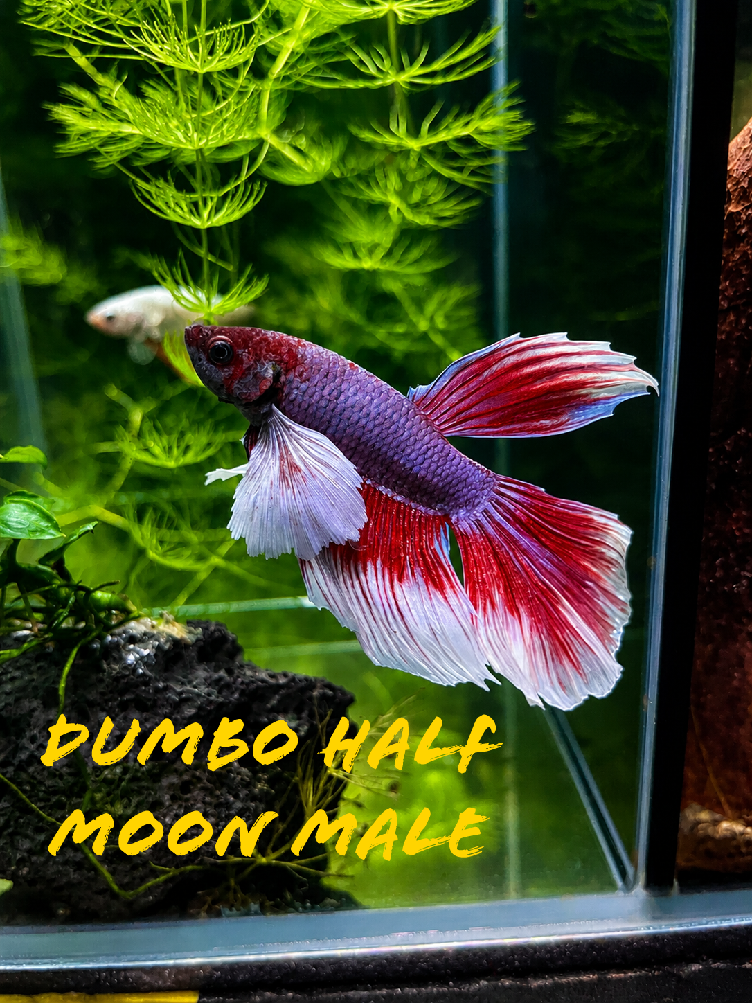 Betta Dumbo halfmoon.PNG