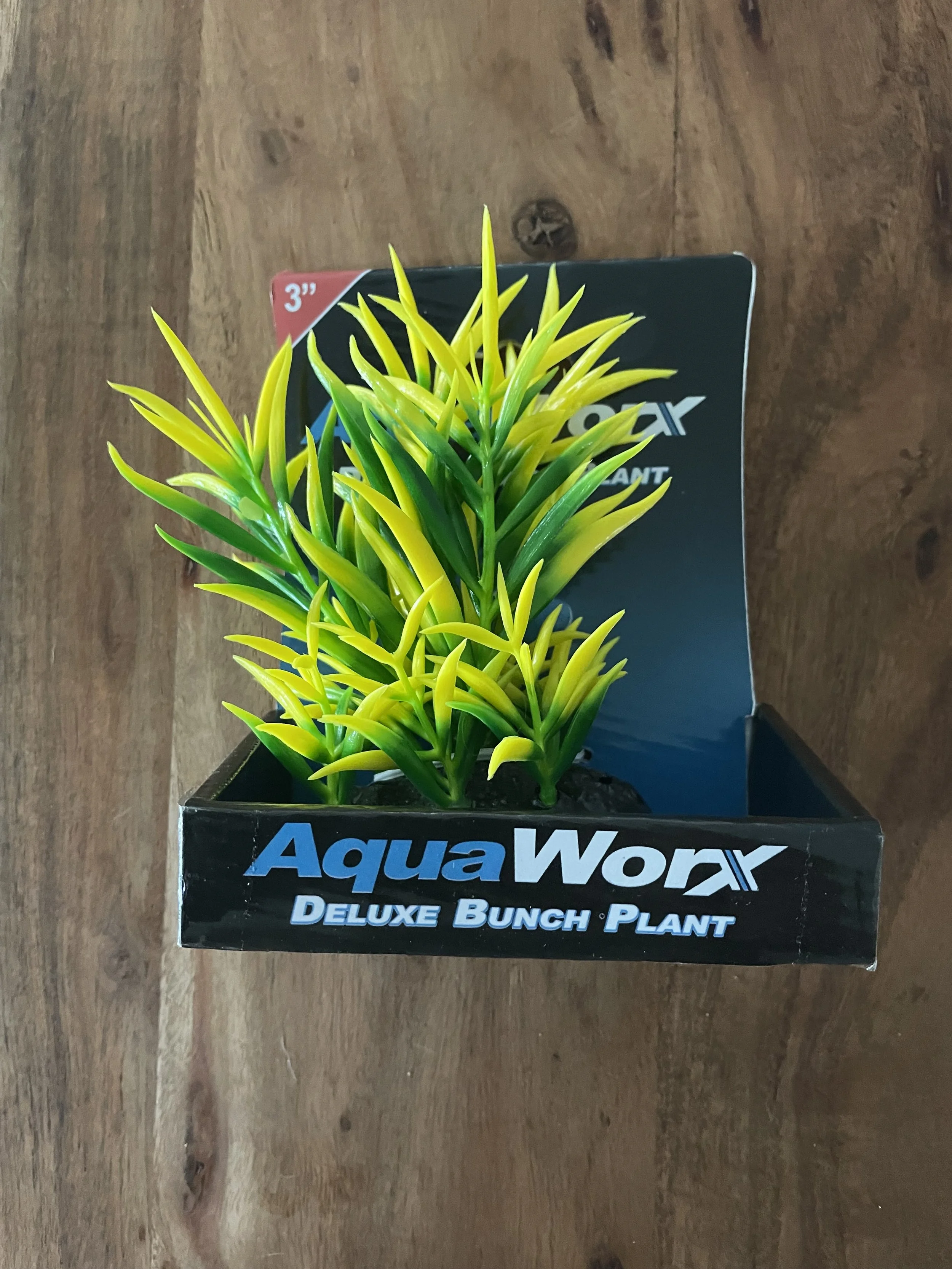 Plant 6 Inch