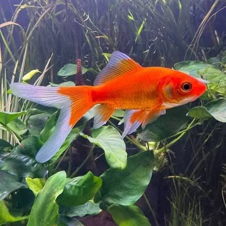 Goldfish Comet