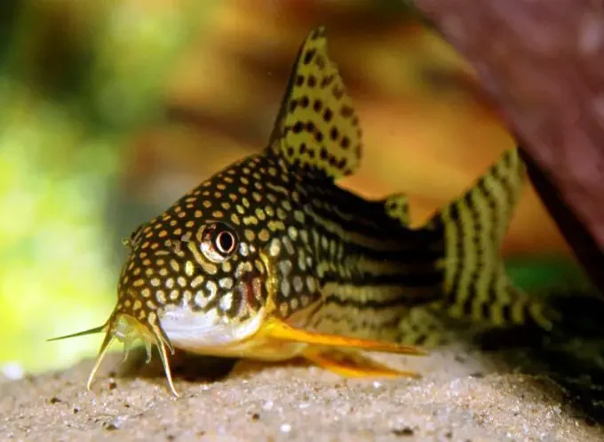 Corydora Sterbia.WEBP