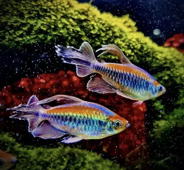 Tetra Conga.WEBP