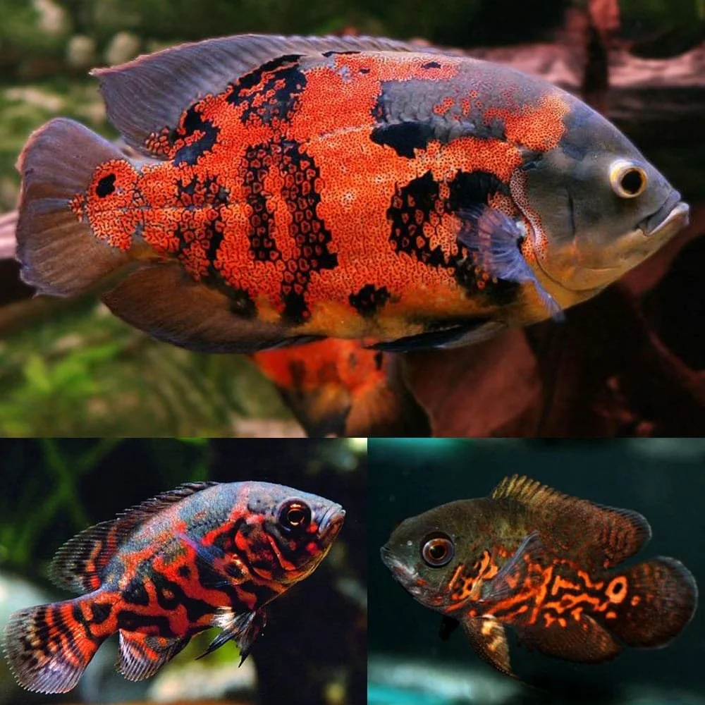 Oscar Mosaic