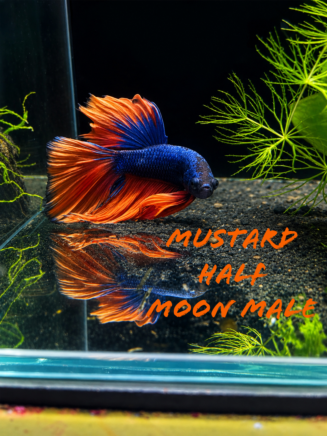Betta halfmoon mustard.PNG