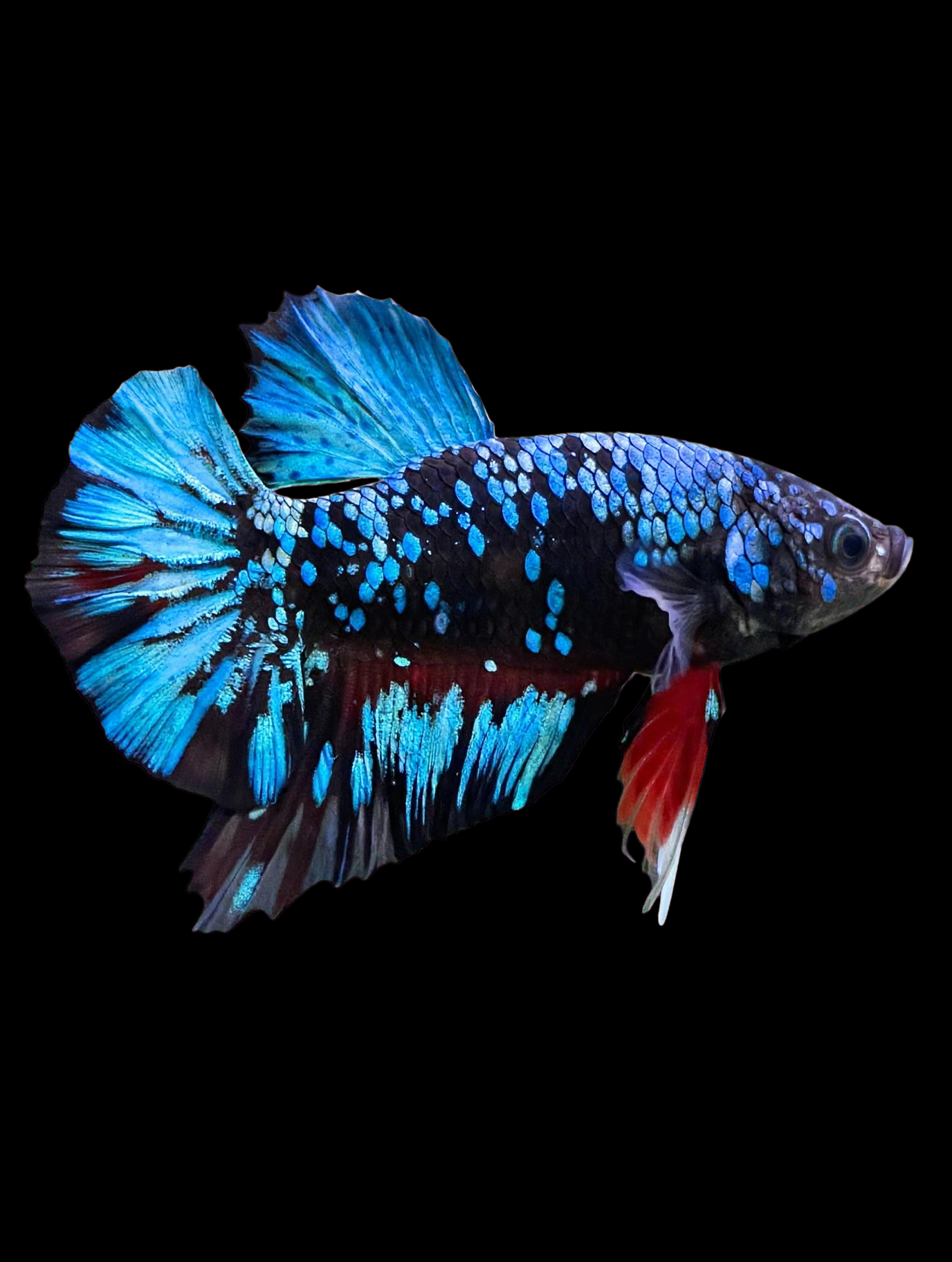 Betta Blue Avatar.png