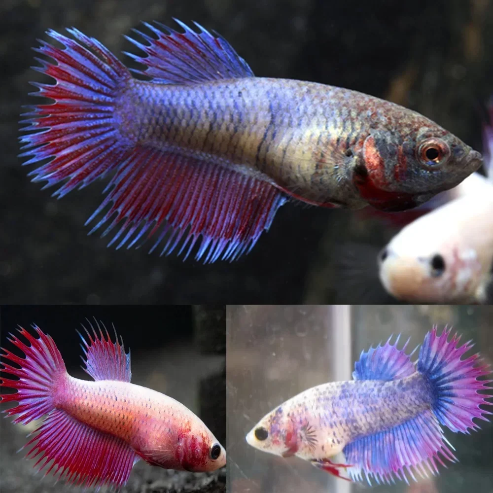 Betta Female.WEBP