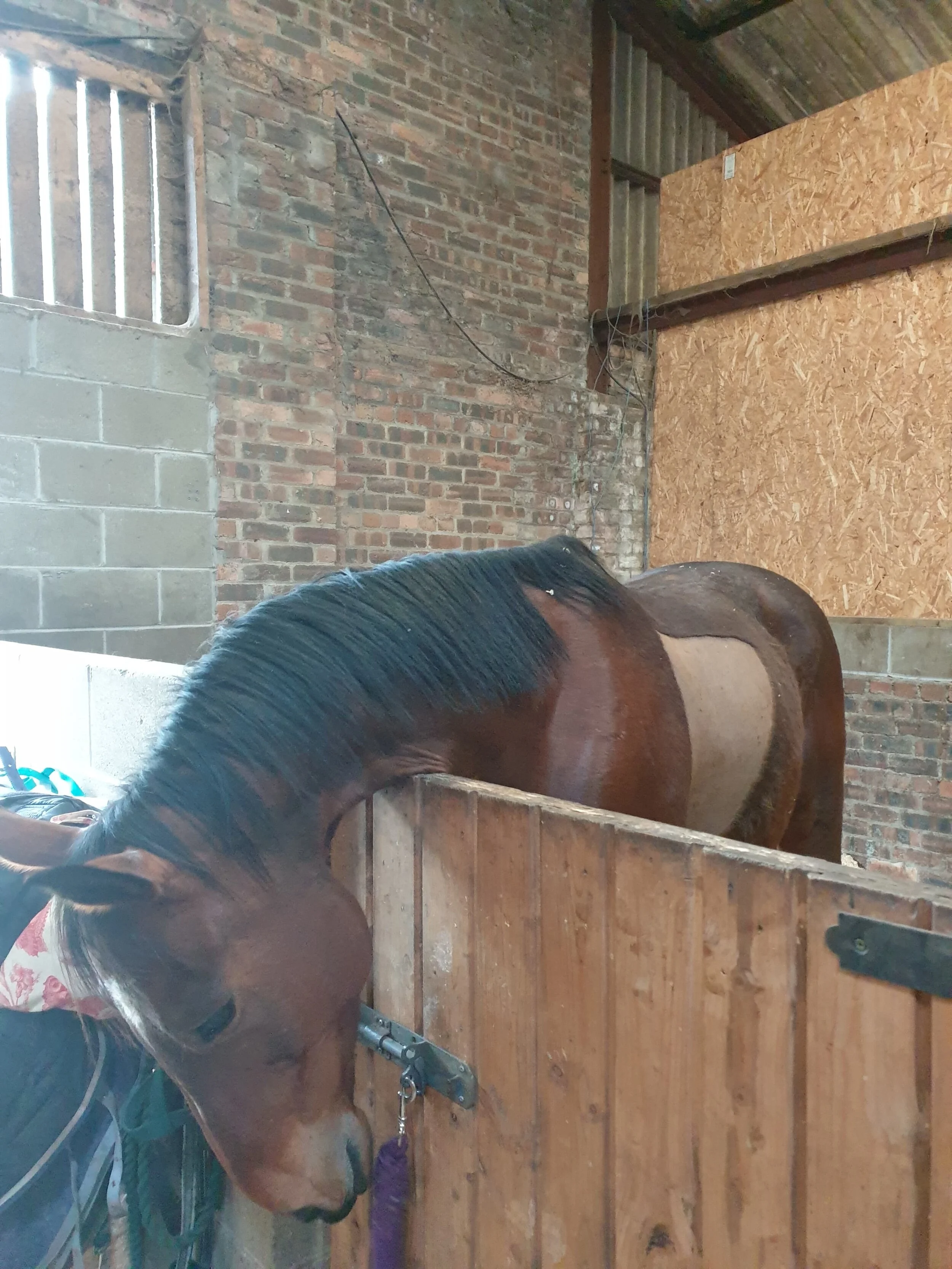 Melanie Dembinsky - Home, with a silly haircut - Stirling, Scotland.jpg