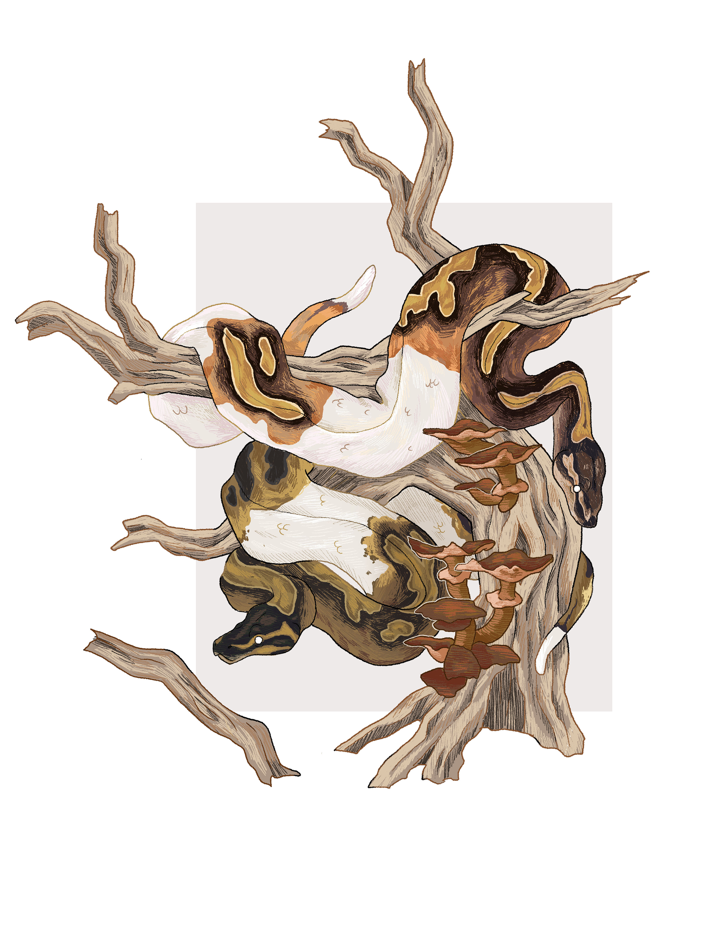 PYTHONS PAGE.png
