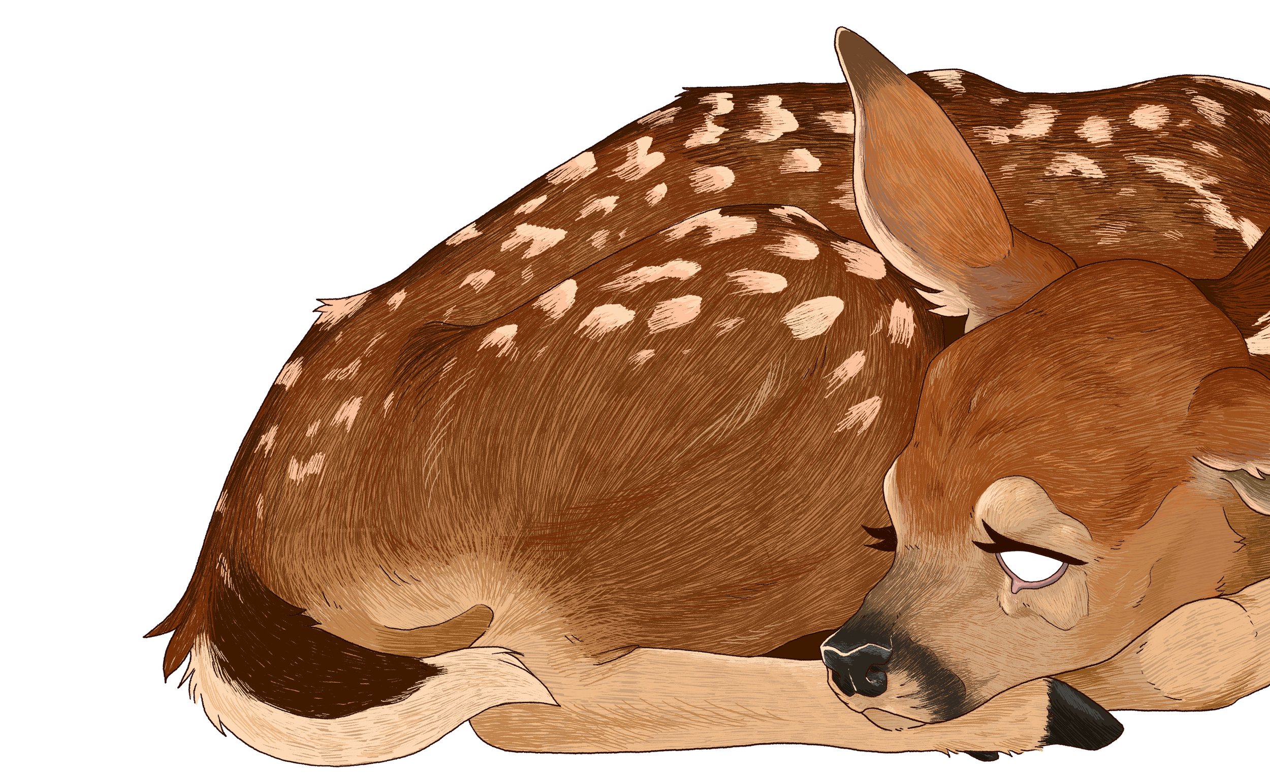 FAUNA FINAL SPREAD FOR REAL.jpg