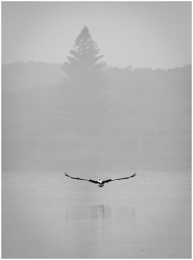 700 W 25 Pelican in the Mist.jpg