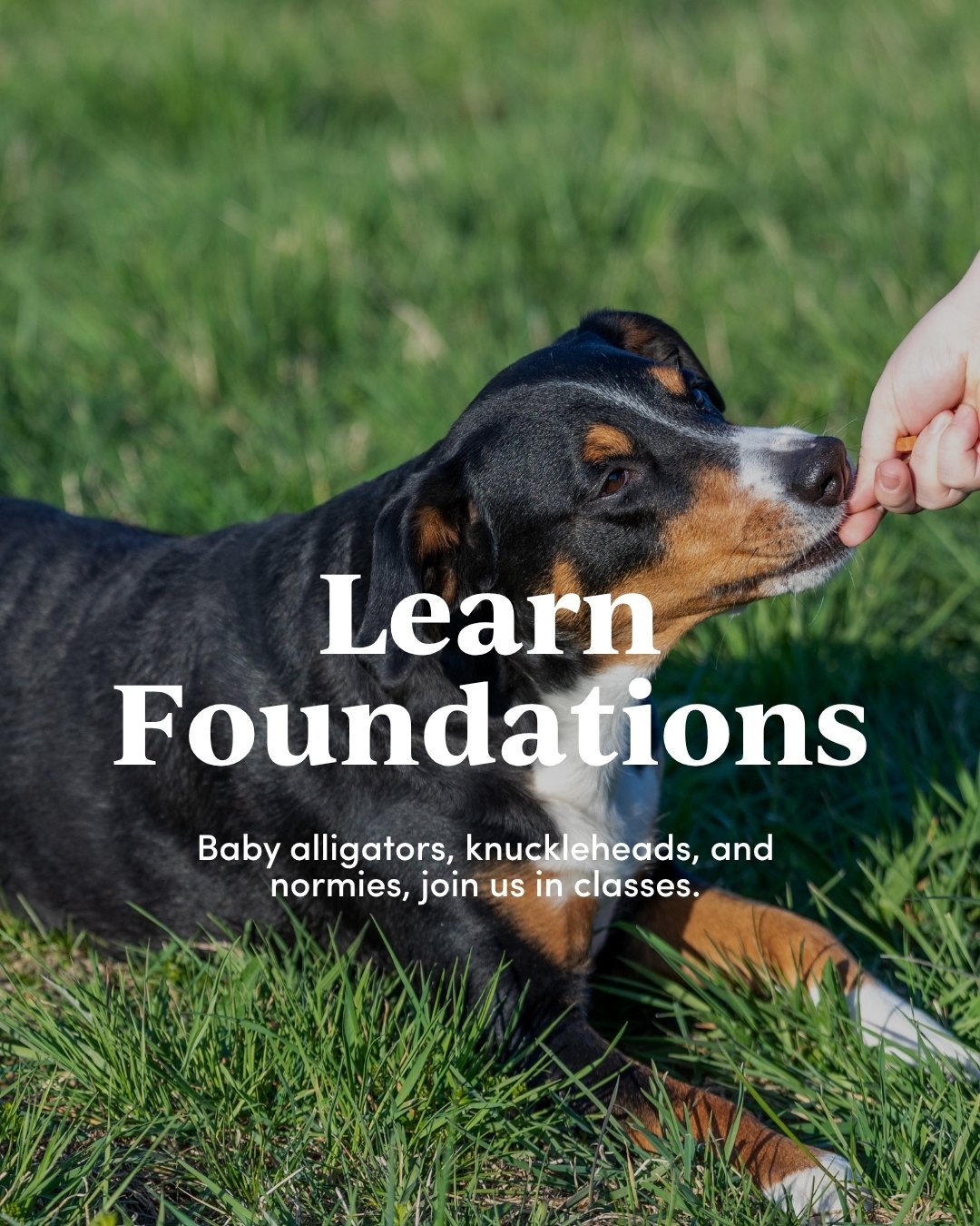 A puppy lies on grass while a person gently touches its nose, with the text 'Learn Foundations' and 'Baby alligators, knuckleheads, and normies, join us in classes.' overlaid.