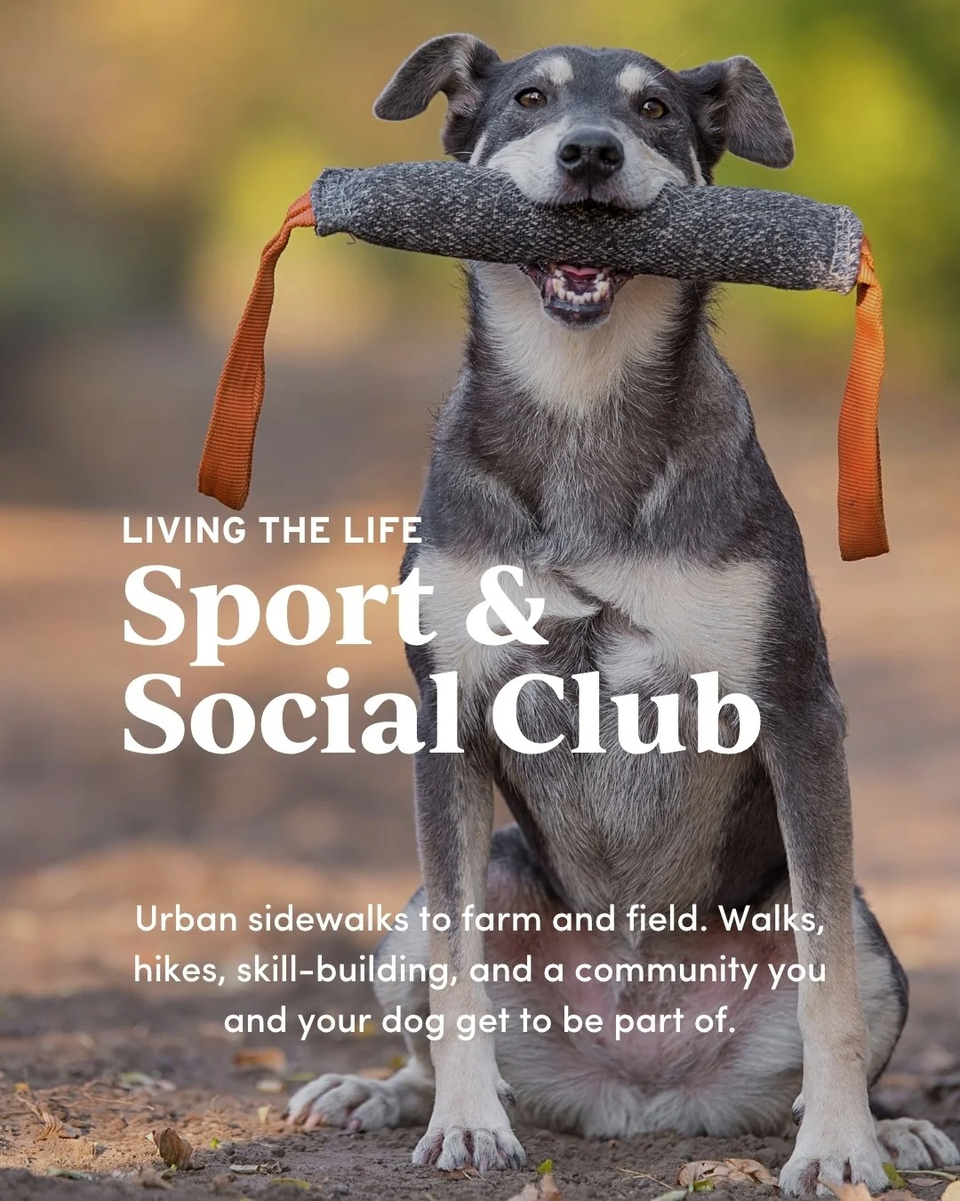 Dogs participating in structured social and activity-based training in group setting.